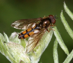 Platycheirus clypeatus