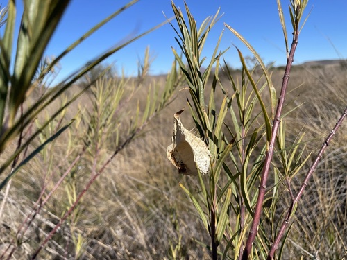 Narrow-leaf Cotton Bush