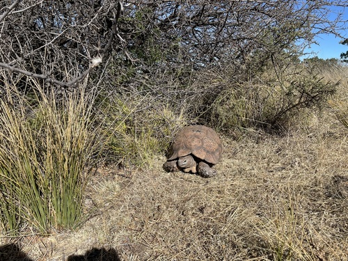 Leopard Tortoise