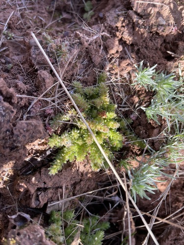 Crassula campestris