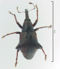 Oropterus coniger