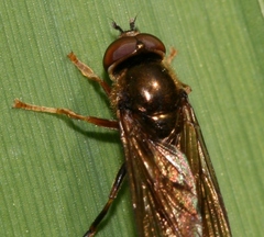 Platycheirus scambus