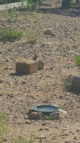 Desert Cottontail