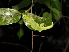 Phelsuma seippi