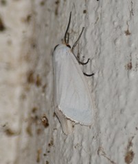 Pygarctia flavidorsalis