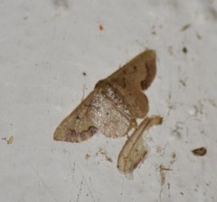 Idaea kendallaria