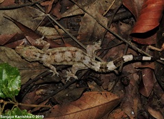 Hemidactylus pieresii