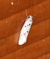 Enaemia basistriga