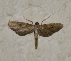 Tornos punctata