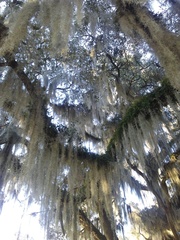 Tillandsia usneoides