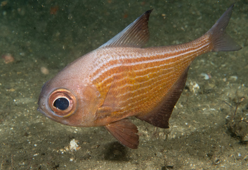 Bigscale bullseye (Pempheris multiradiata) — Pempheridae