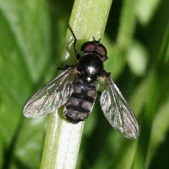 Portevinia maculata
