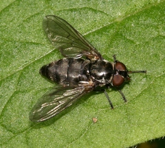 Portevinia maculata
