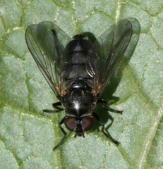 Portevinia maculata