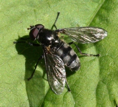 Portevinia maculata