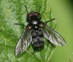 Portevinia maculata