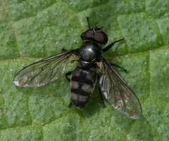 Portevinia maculata