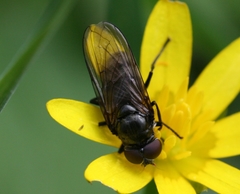 Portevinia maculata