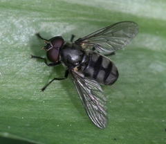 Portevinia maculata
