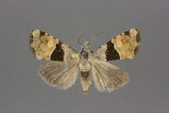 Cobubatha lixiva