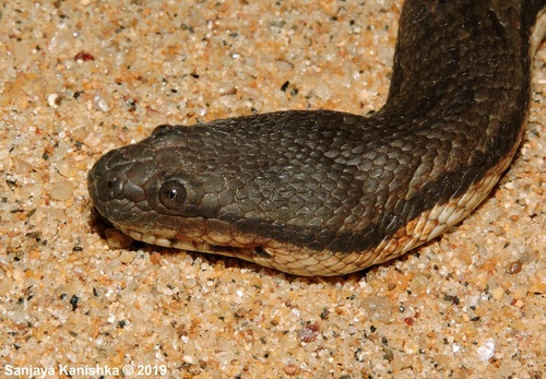 Asian Bockadam