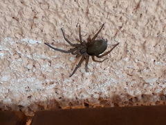 Filistata insidiatrix