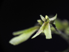 Neottia smallii