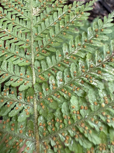 Dryopteris rubiginosa observed 2025-07-05