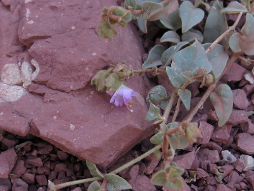 Image of Mirabilis comata by (c) Evan M. Raskin, some rights reserved (CC BY)