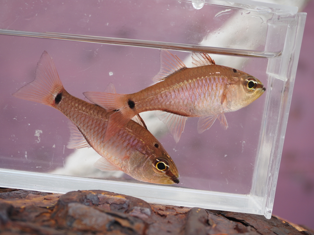 Spotnape cardinalfish (Ostorhinchus notatus) — Apogonidae