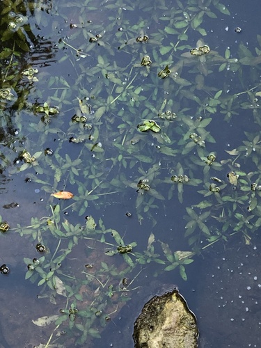 Hygrophila image