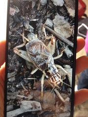 Eugryllodes escalerae