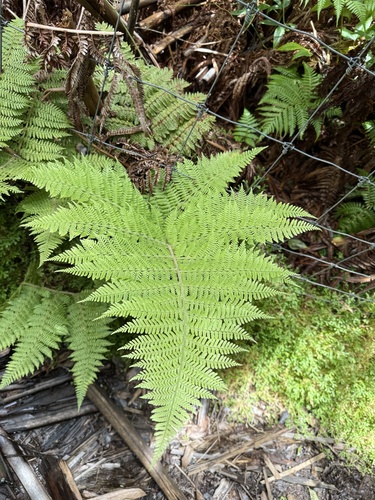 Dryopteris rubiginosa observed 2025-07-05