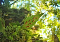 Asplenium trilobum