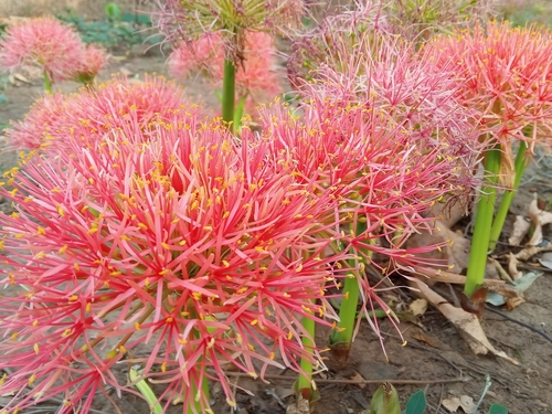 Bloodlily