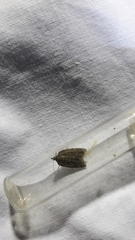 Acleris sparsana