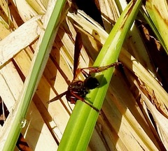 Isodontia exornata