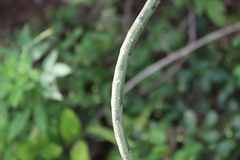Acanthocereus fosterianus