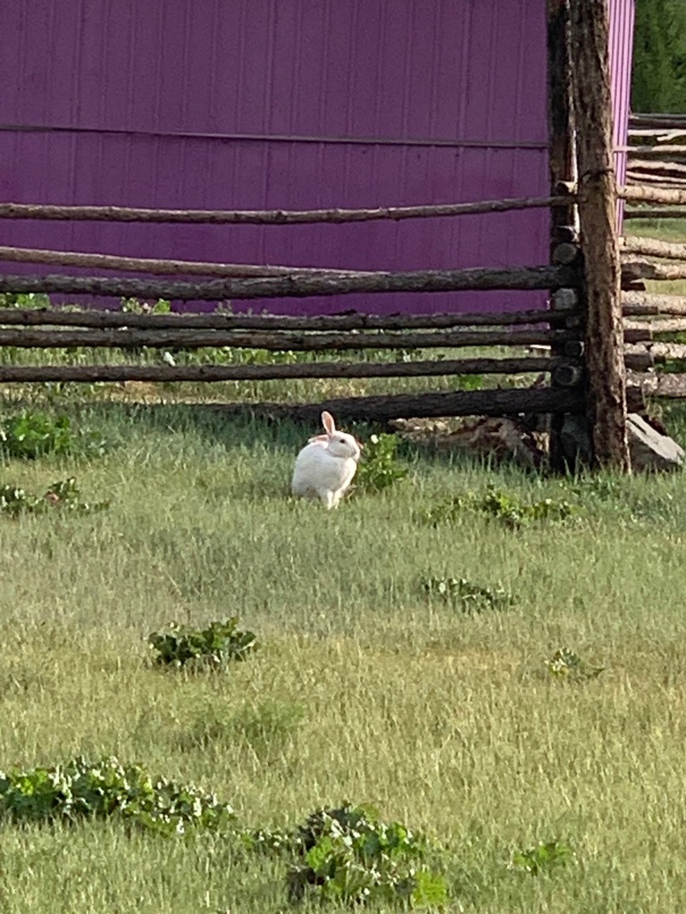 Domestic Rabbit from ND - 6 khoroo, Terelj, Ulaanbaatar, Mongolia on ...