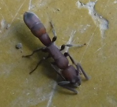 Platythyrea punctata