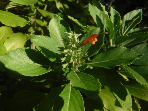 Sosúa sage (Salvia lachnaioclada)