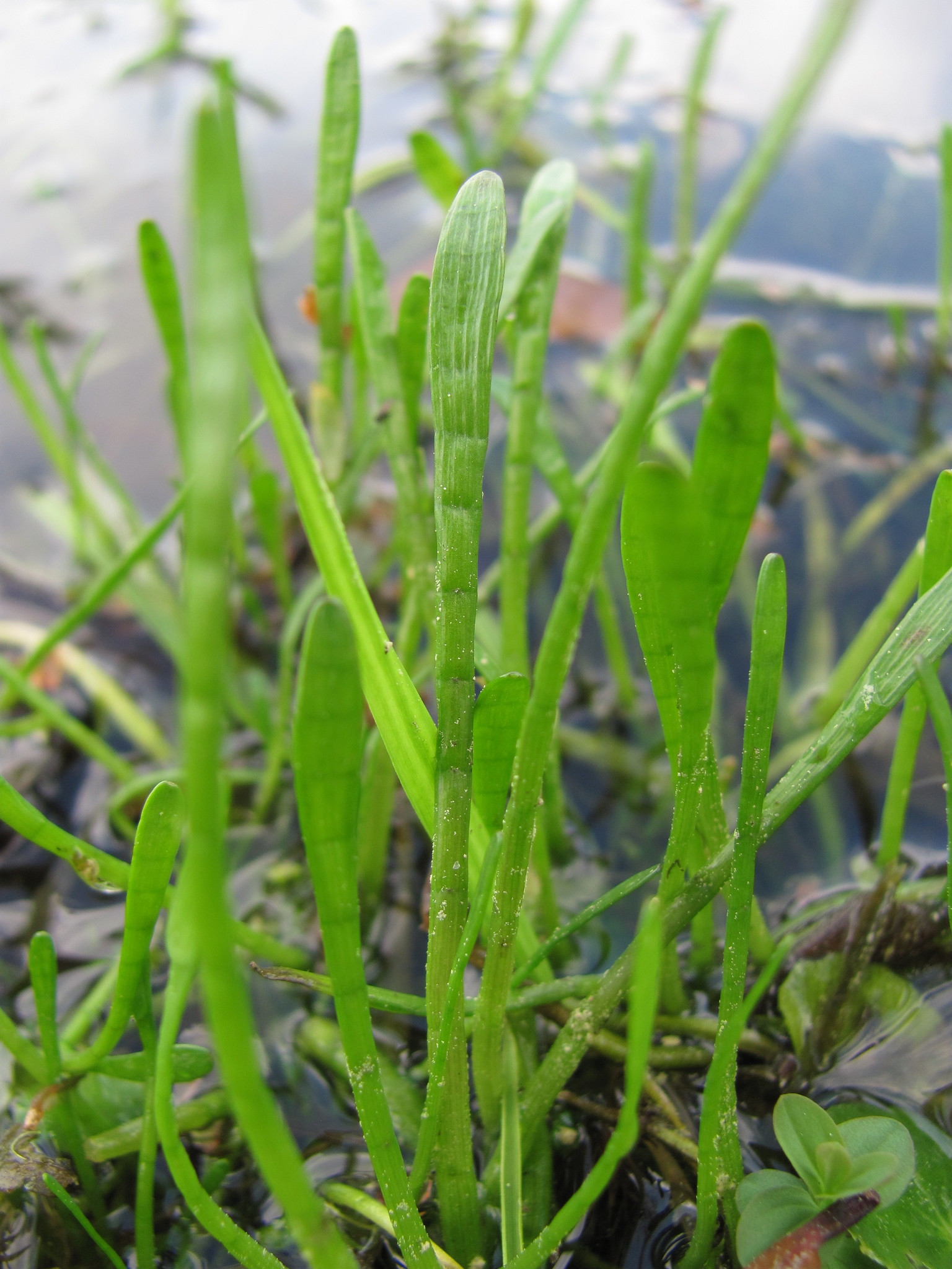 Lilaeopsis carolinensis