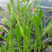 Lilaeopsis carolinensis - Photo (c) Curtis Hansen, μερικά δικαιώματα διατηρούνται (CC BY), uploaded by Curtis Hansen