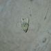 Noctuoidea