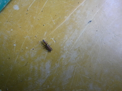 Platythyrea punctata