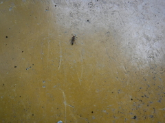 Platythyrea punctata