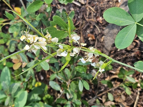 Slender Goldenbanner (Thermopsis gracilis)