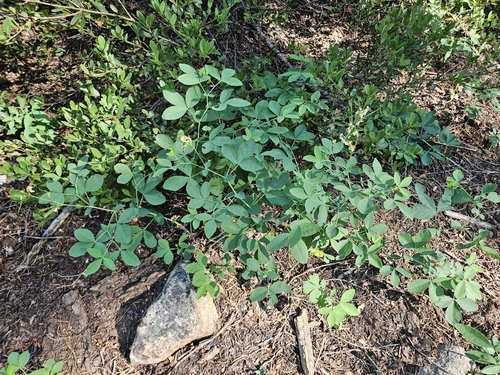 Thermopsis gracilis, photograph 5