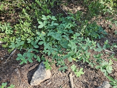 Thermopsis gracilis, photograph author not stated, no rights reserved