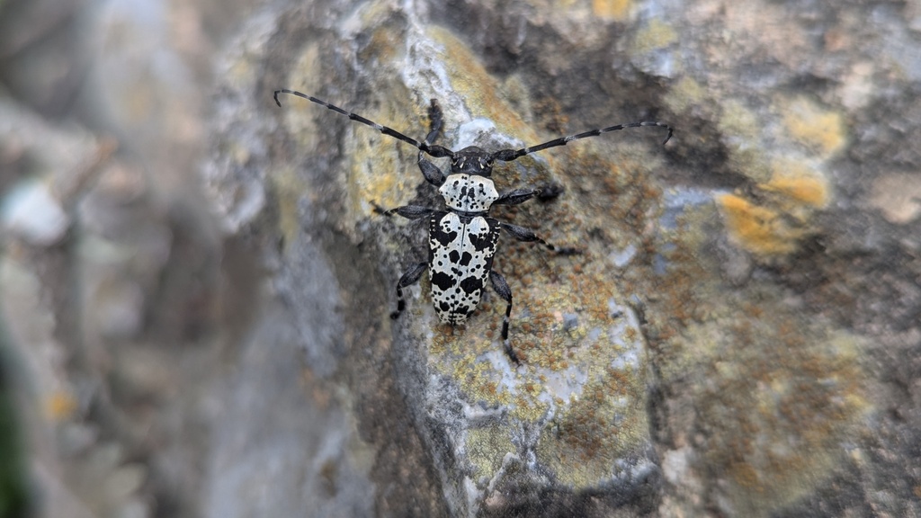 Acanthoderes amplifrons